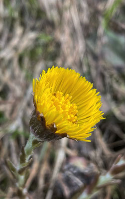 Frühlingsblumen