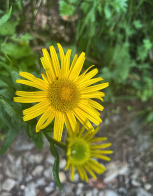 Sommerblumen