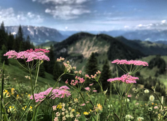 Sommerliche Bergwiese