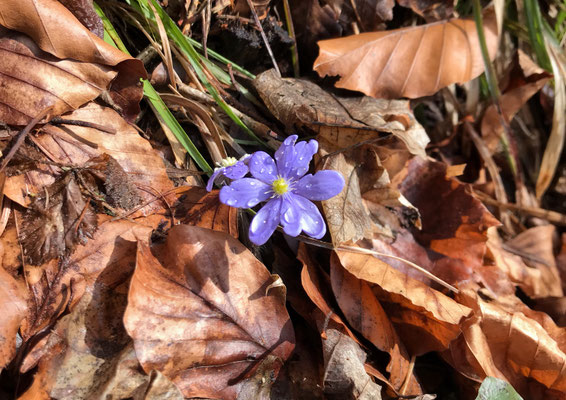 Frühling