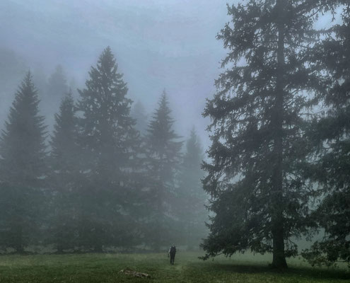 Im Nebel durch den Bergwald