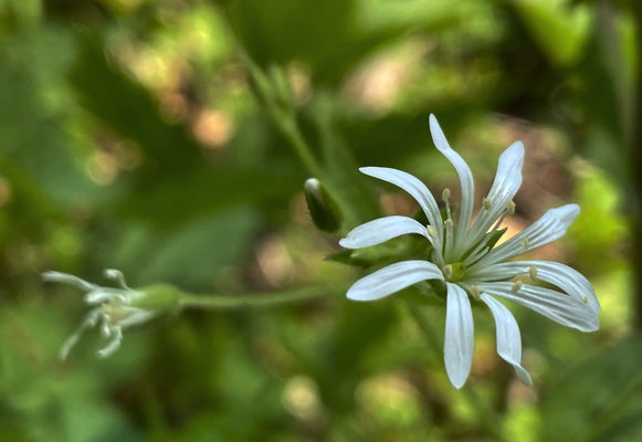 Sommerblumen