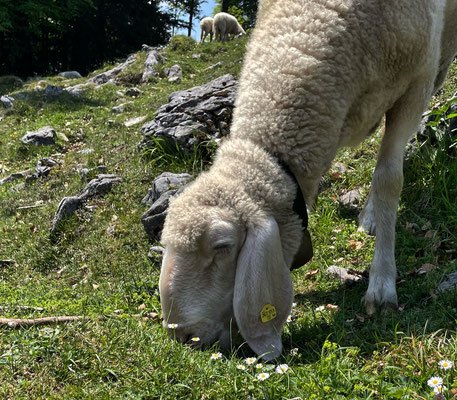 Schafe auf dem Weg zur Wetterfahne