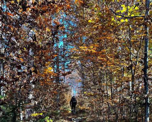 Aufstieg zum Mühlhörndl durch den Bergwald