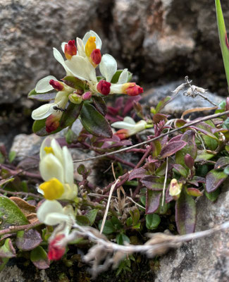 Buchsblättriges Kreuzblümchen