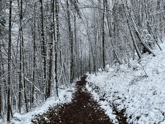 Weg durch den verschneiten Buchenwald