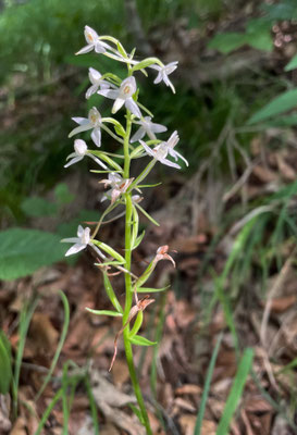 Blumen im Bergwald