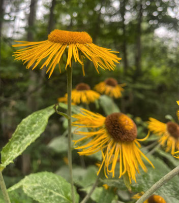 Sommerblumen