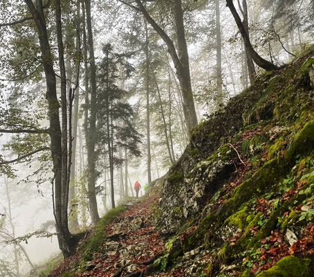 Aufstieg durch nebligen Bergwald