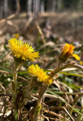 Frühlingsblumen