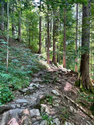 Durch den Bergwald in Richtung Mühlhörndl