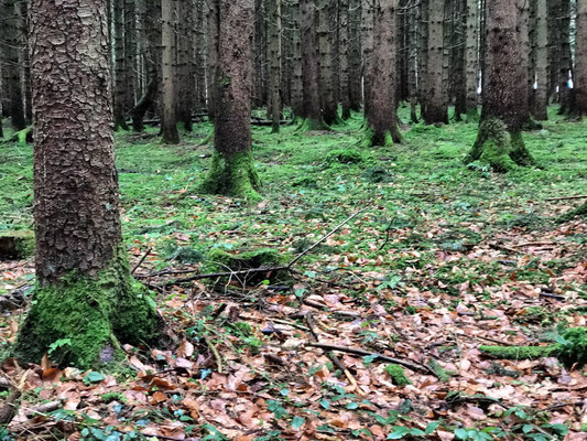 Im Söllhubener Wald