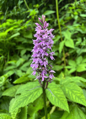 Blumen im Bergwald