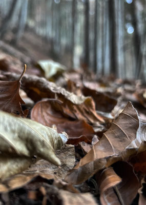 Herbstlaub