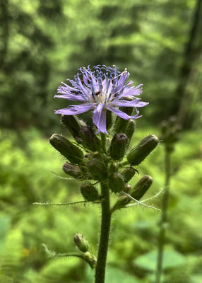 Sommerblumen