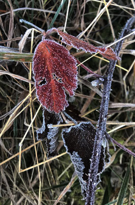 Der erste Nachtfrost hinterließ seine Spuren 