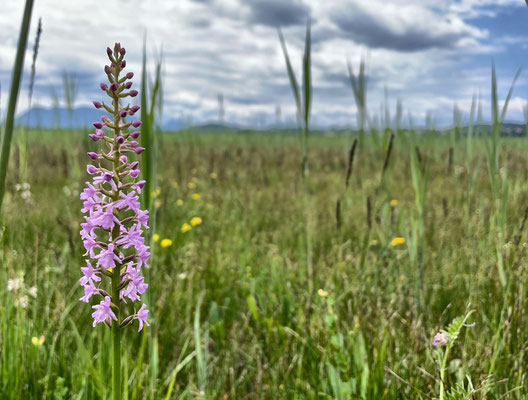 Heimische Orchideen