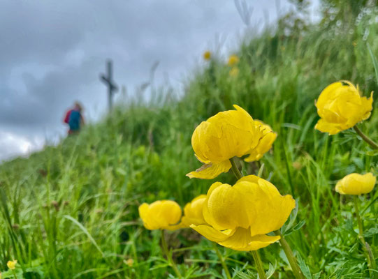 Trollblumen