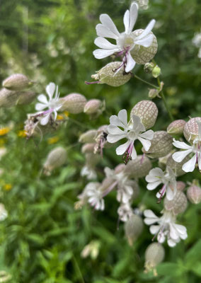 Sommerblumen in Walchsee