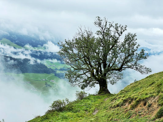 Ulme mit Wolkenfetzen