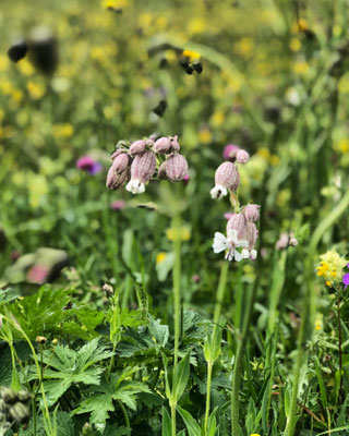 Sommerblumen