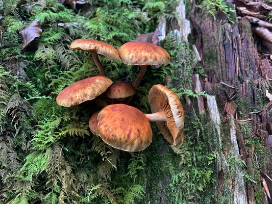 Pilze im Märchenwald