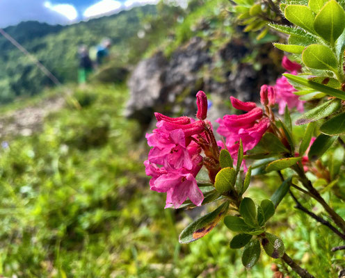 Alpenrosen