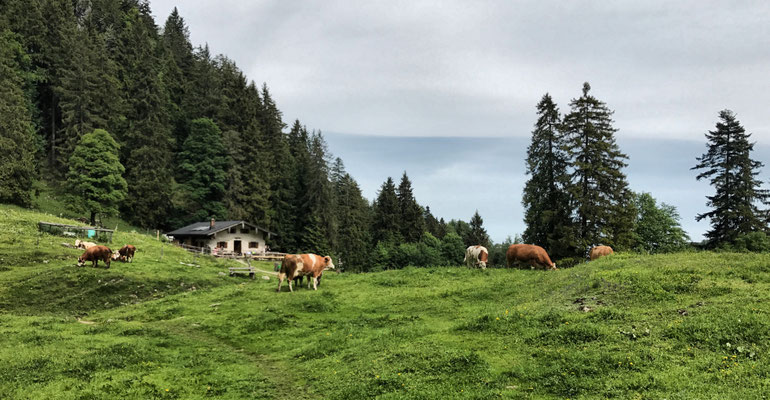 Staudacher Alm