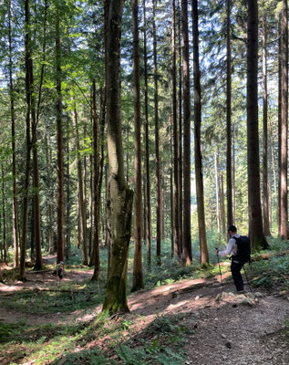 Durch den Wald nach Sachrang