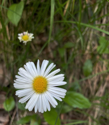 Sommerblumen