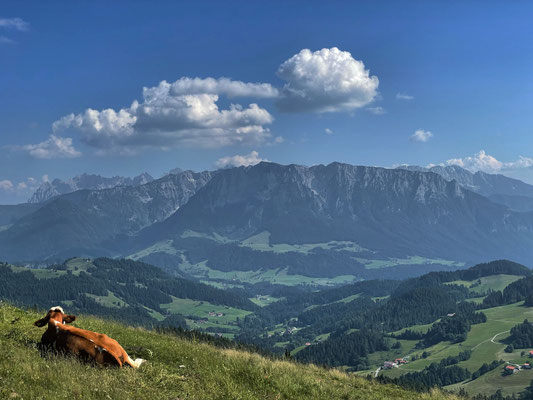 Kühe beim Abstieg zum Spitzsteinhaus