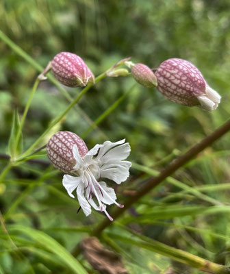 Sommerblumen