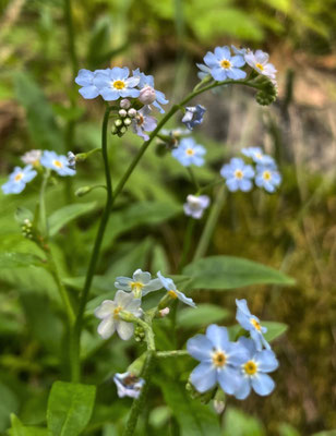 Sommerblumen