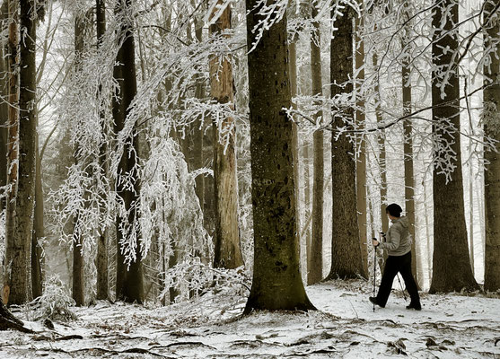 Weg durch den Bergwald