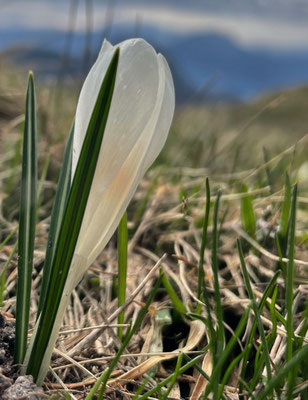 Krokus
