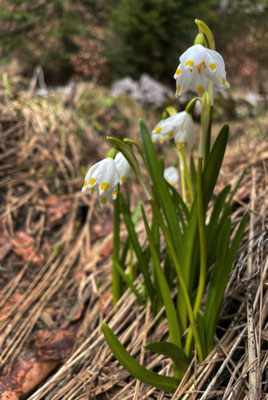 Frühlings-Knotenblume