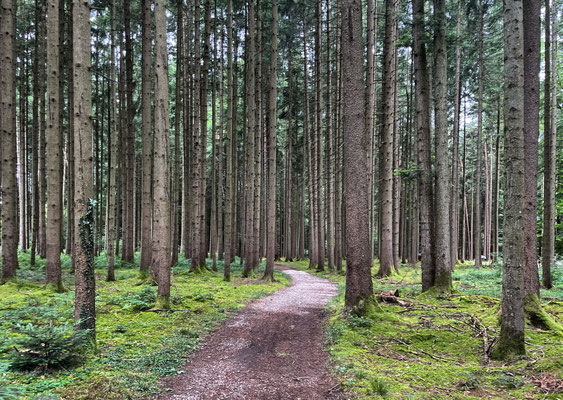 Weg durch den Wald