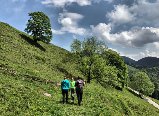 Über Almwiesen zur Steinbergalm