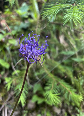 Sommerblumen in Walchsee
