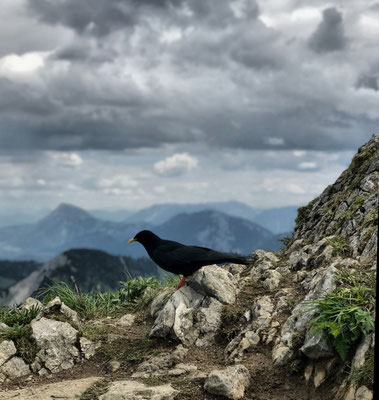 Besuch vom Vogel