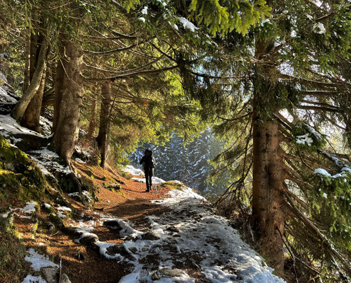 Durch den Bergwald an der Südseite des Wandberg