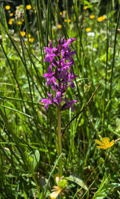 Sommerblumen