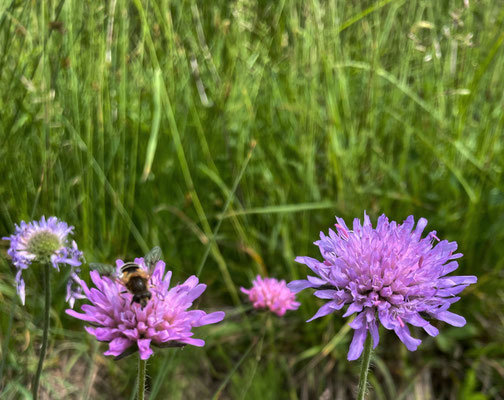 Blumen am Gipfel
