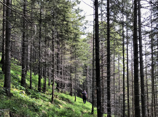 Auf schmalen Pfaden durch den Bergwald nach oben