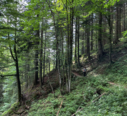 Durch den Bergwald bergauf