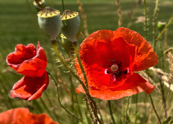 Mohn