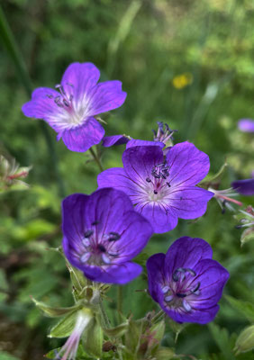Sommerblumen