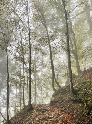 Aufstieg durch nebligen Bergwald