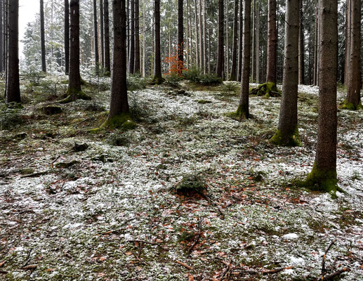 Durch den Wald am Hartsee