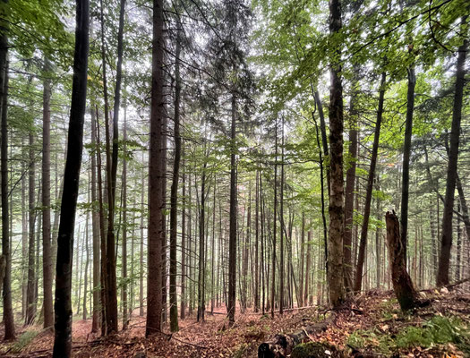 Sommerlicher Bergwald